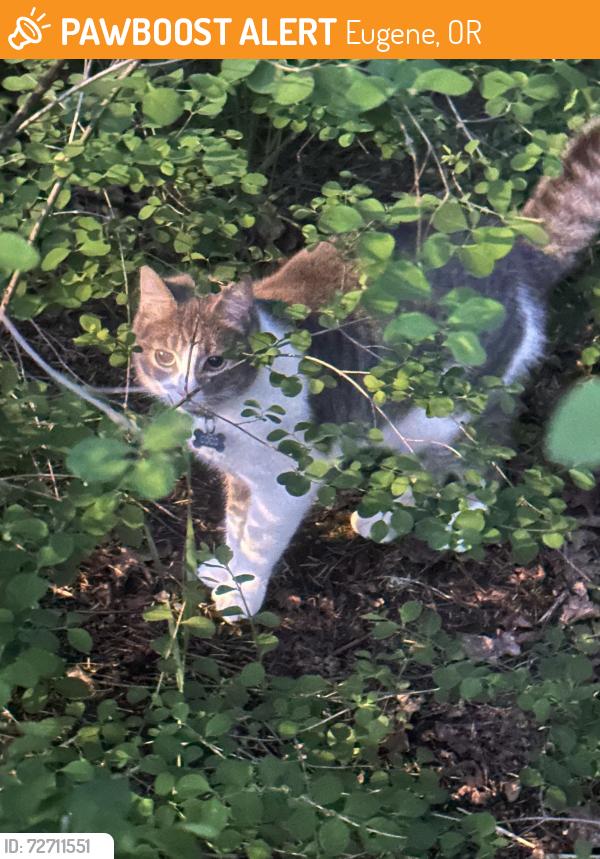 Found/Stray Unknown Cat last seen Willagilespie and Russet, Eugene, OR 97401