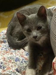 Found/Stray Male Cat last seen Between Thomas Ryan memorial park and ponds park, Prior Lake, MN 55372