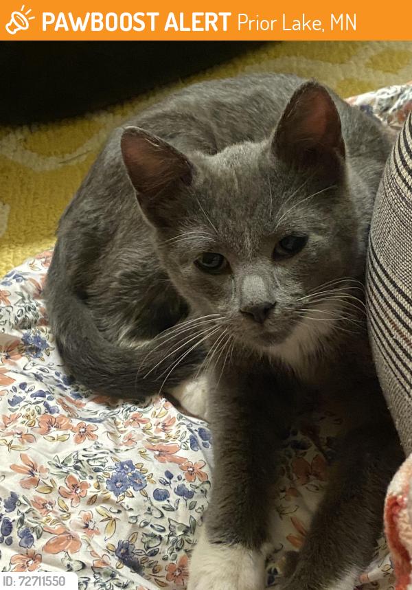 Found/Stray Male Cat last seen Between Thomas Ryan memorial park and ponds park, Prior Lake, MN 55372