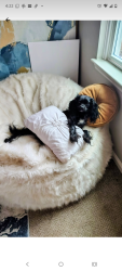 Lost Male Dog last seen Laurel wood Dr and Wood bend , Matthews, NC 28105
