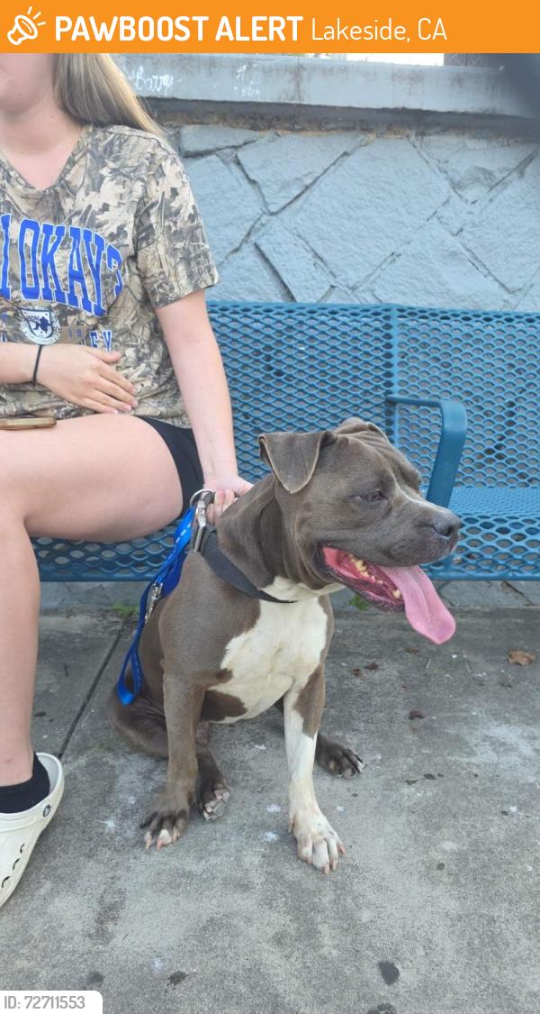 Found/Stray Male Dog last seen Post office in Lakeside California , Lakeside, CA 92040