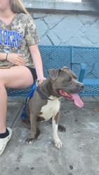 Found/Stray Male Dog last seen Post office in Lakeside California , Lakeside, CA 92040