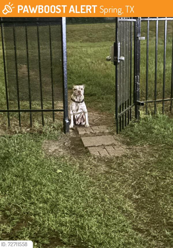 Found/Stray Unknown Dog last seen In my apmt complex, Spring, TX 77380
