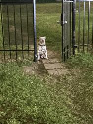 Found/Stray Unknown Dog last seen In my apmt complex, Spring, TX 77380