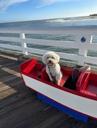 Lost Male Dog last seen Devonshire and Arleta, Los Angeles, CA 91345