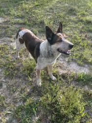 Found/Stray Male Dog last seen Clint Parker Road , Montgomery County, TX 77303