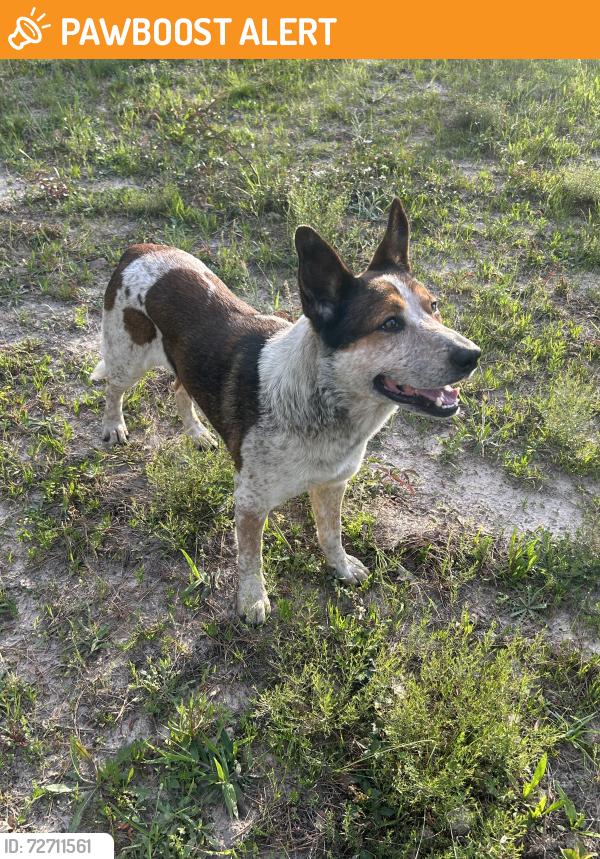 Found/Stray Male Dog last seen Clint Parker Road , Montgomery County, TX 77303