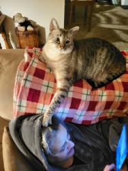 Lost Male Cat last seen Hall and pfaffle, Portland, OR 97223
