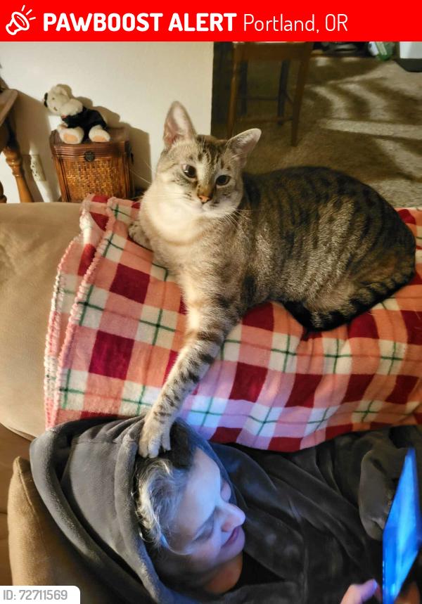 Lost Male Cat last seen Hall and pfaffle, Portland, OR 97223
