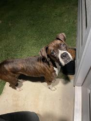 Found/Stray Female Dog last seen She was running down west Klien road going towards FM 1044, New Braunfels, TX 78130