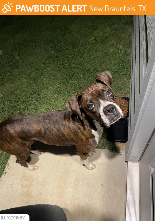 Found/Stray Female Dog last seen She was running down west Klien road going towards FM 1044, New Braunfels, TX 78130