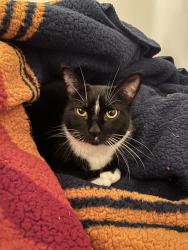 Found/Stray Unknown Cat last seen El dorado park, Long Beach, CA 90808