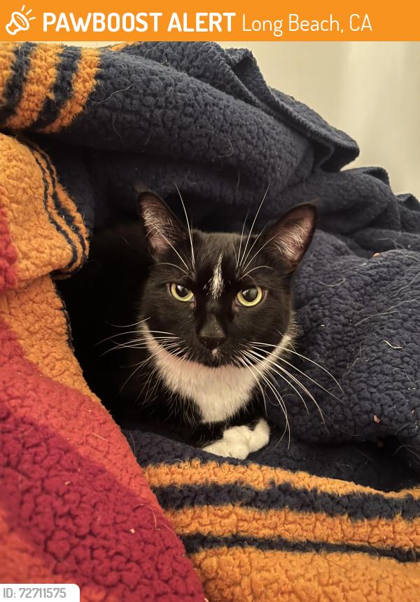 Found/Stray Unknown Cat last seen El dorado park, Long Beach, CA 90808