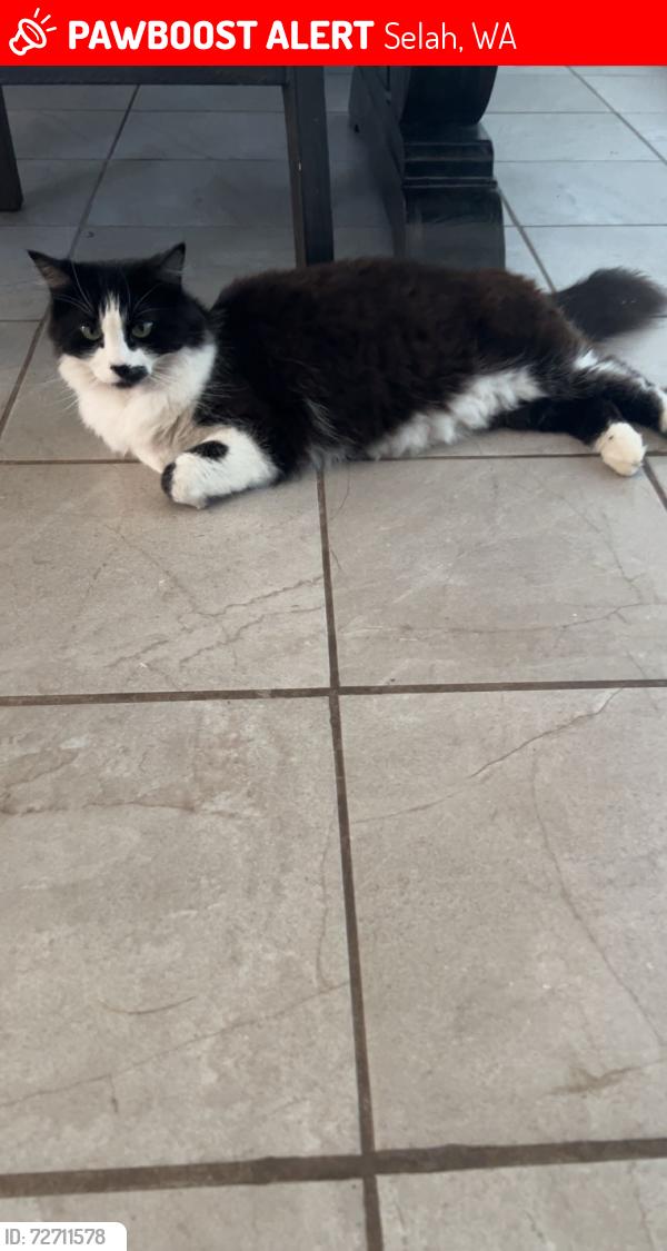 Lost Female Cat last seen McGonagle rd Selah. , Selah, WA 98942