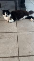 Lost Female Cat last seen McGonagle rd Selah. , Selah, WA 98942