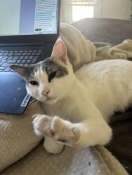 Lost Female Cat last seen At the food city , Phoenix, AZ 85037