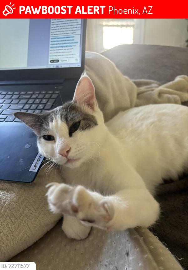 Lost Female Cat last seen At the food city , Phoenix, AZ 85037