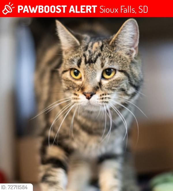Lost Female Cat last seen Cliff and 1st , Sioux Falls, SD 57103