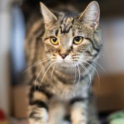 Lost Female Cat last seen Cliff and 1st , Sioux Falls, SD 57103