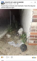 Found/Stray Unknown Dog last seen Lincoln & Machado, Lake Elsinore, CA 92532