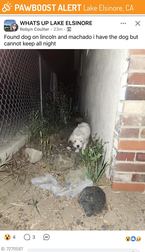 Found/Stray Unknown Dog last seen Lincoln & Machado, Lake Elsinore, CA 92532