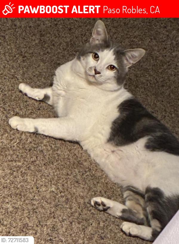 Lost Male Cat last seen Creston road, Paso Robles, CA 93446