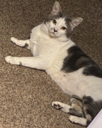Lost Male Cat last seen Creston road, Paso Robles, CA 93446