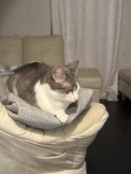 Found/Stray Unknown Cat last seen Wawa close to South 4 , Allentown, PA 18103