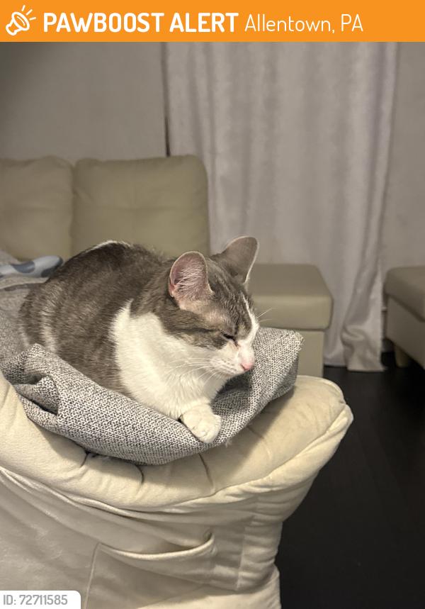 Found/Stray Unknown Cat last seen Wawa close to South 4 , Allentown, PA 18103