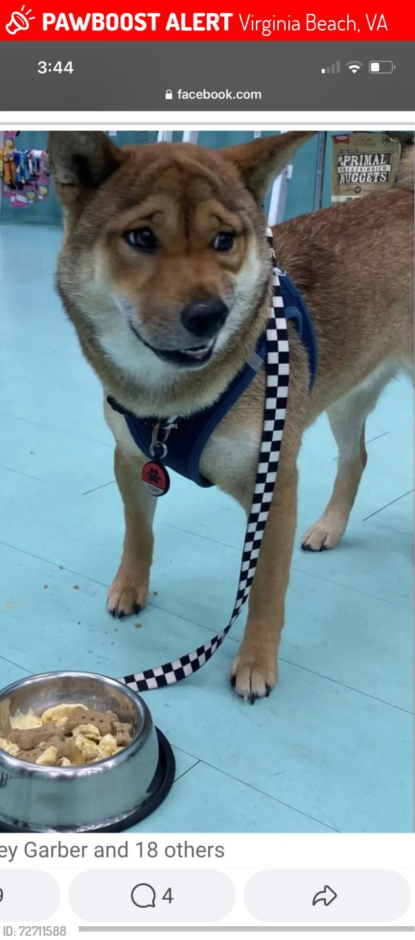 Lost Female Dog last seen First Colonial and laurel lane, Virginia Beach, VA 23451