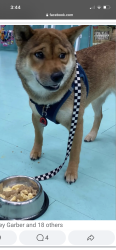 Lost Female Dog last seen First Colonial and laurel lane, Virginia Beach, VA 23451