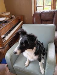 Lost Male Dog last seen Blackhawk drive willits ca., Mendocino County, CA 95490