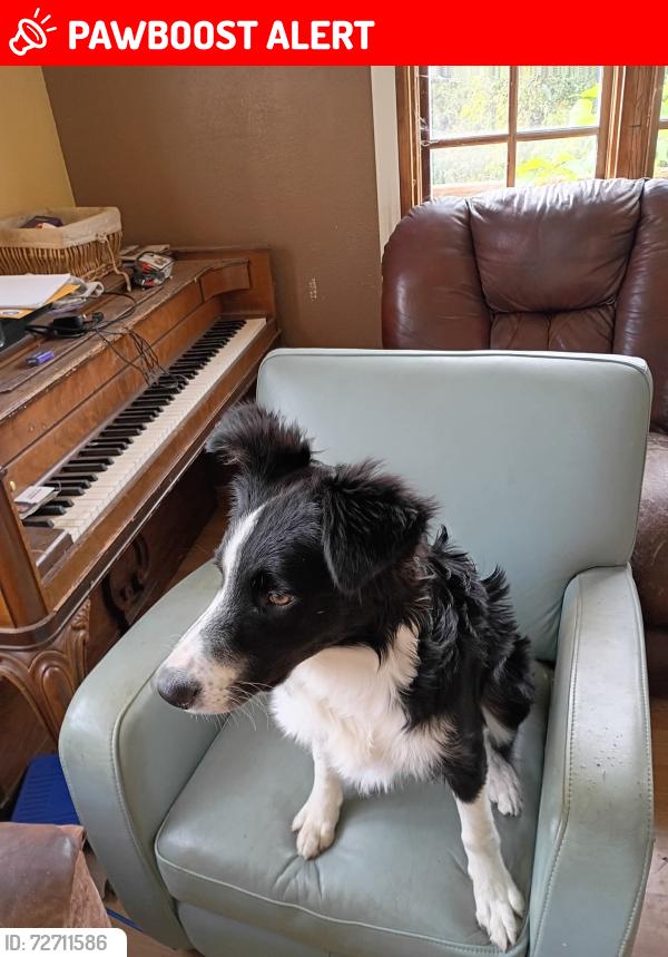 Lost Male Dog last seen Blackhawk drive willits ca., Mendocino County, CA 95490