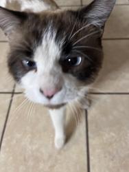Lost Male Cat last seen Near 23rd Ave , Greeley, CO 80634