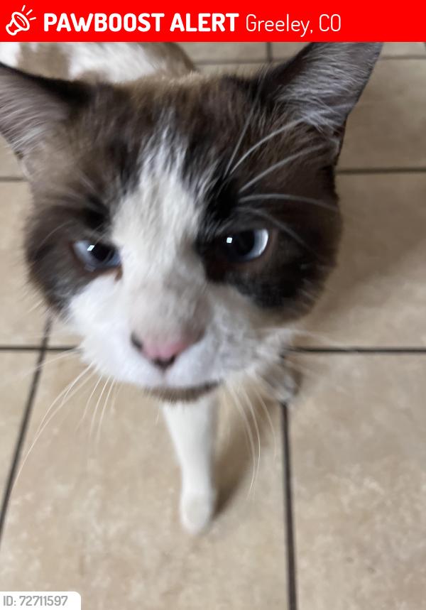 Lost Male Cat last seen Near 23rd Ave , Greeley, CO 80634
