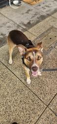 Lost Male Dog last seen Park Crescent Bentleigh , Bentleigh, VIC 3204