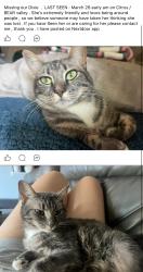 Lost Female Cat last seen Bear valley , Escondido, CA 92027