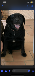 Lost Female Dog last seen Cordeaux heights, Cordeaux Heights, NSW 2526