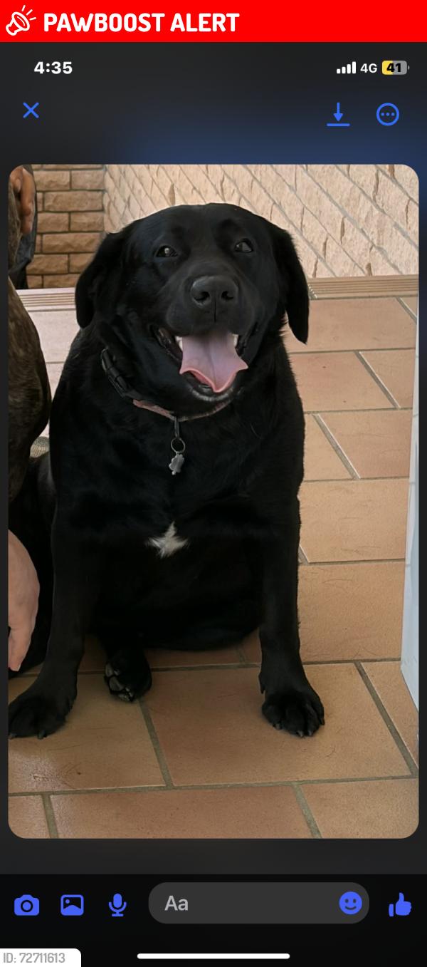 Lost Female Dog last seen Cordeaux heights, Cordeaux Heights, NSW 2526