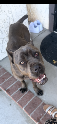 Lost Female Dog last seen Spring Valley , Spring Valley, CA 91941