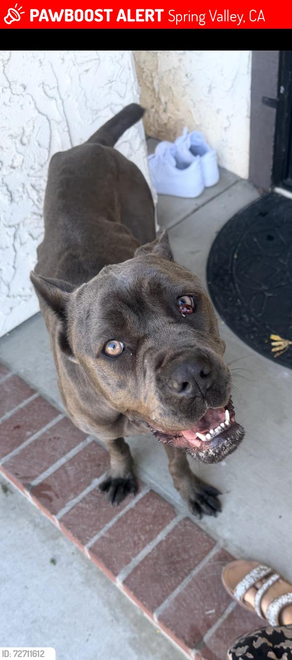 Lost Female Dog last seen Spring Valley , Spring Valley, CA 91941