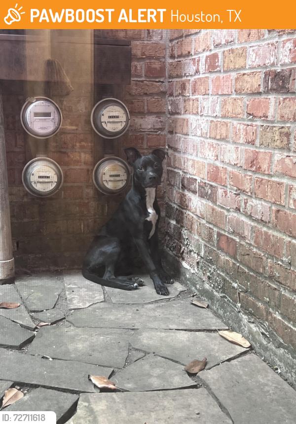 Found/Stray Female Dog last seen Near Briarhurst Dr Houston, TX  77057 United States, Houston, TX 77057