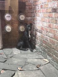 Found/Stray Female Dog last seen Near Briarhurst Dr Houston, TX  77057 United States, Houston, TX 77057