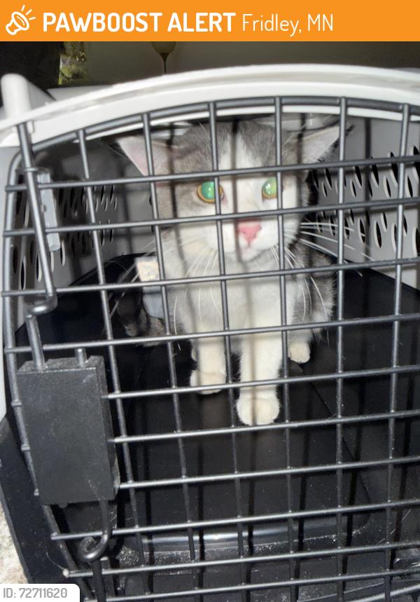 Found/Stray Male Cat last seen Melody drive , Fridley, MN 55432