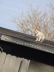 Lost Male Cat last seen Near Teakwood Dr, Arlington TX, Arlington, TX 76014