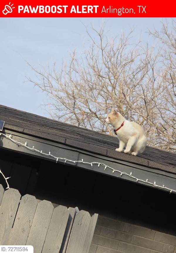 Lost Male Cat last seen Near Teakwood Dr, Arlington TX, Arlington, TX 76014