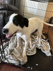 Lost Female Dog last seen Field street and field place, Victorville, CA 92395