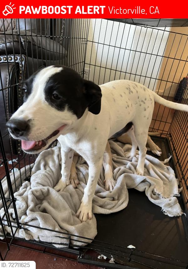 Lost Female Dog last seen Field street and field place, Victorville, CA 92395