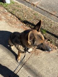 Lost Male Dog last seen Near Nero Ln., Road, Montgomery, AL 36111