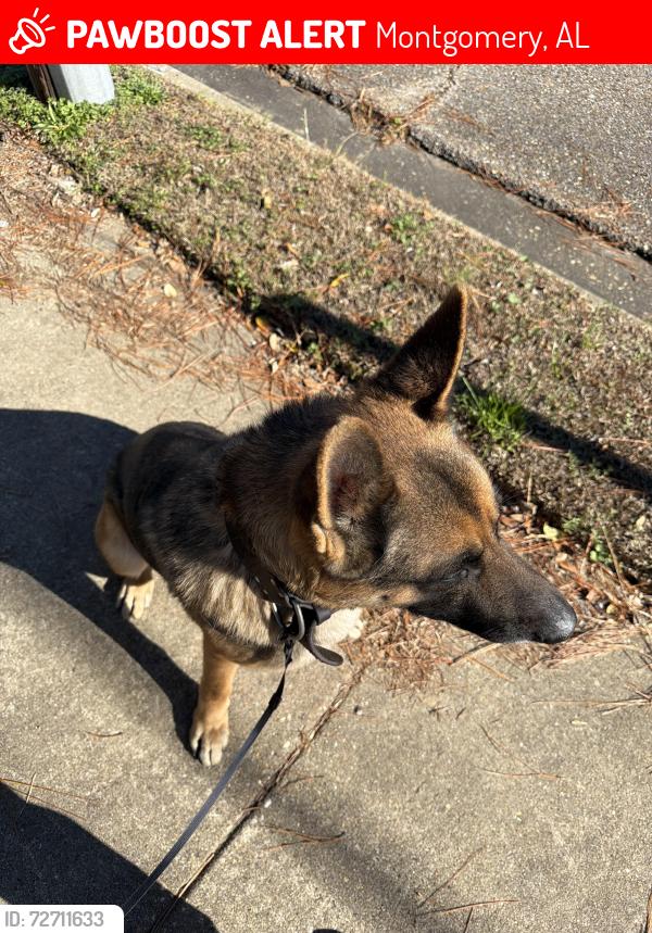 Lost Male Dog last seen Near Nero Ln., Road, Montgomery, AL 36111
